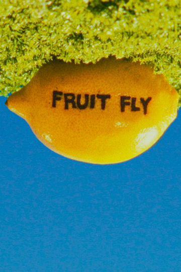 Fruit Fly Poster