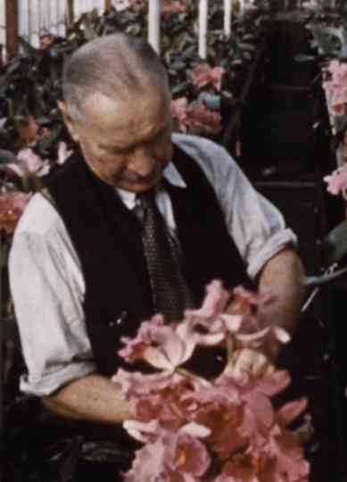 Andy Benson Orchid Poster