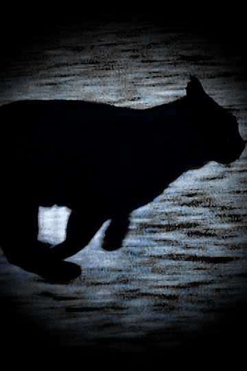 A Black Cat Escapes