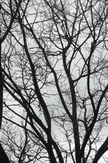 Tree Limbs Poster
