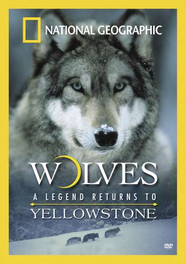Wolves A Legend Returns to Yellowstone Poster