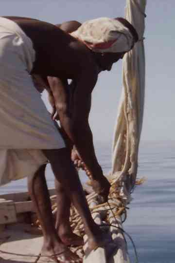 Hauling Sharks