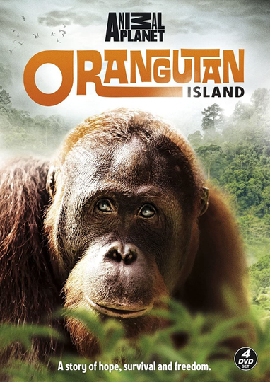 Orangutan Island