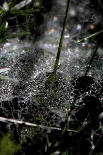 Refractions