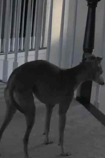 Buddy, Our Dog Poster