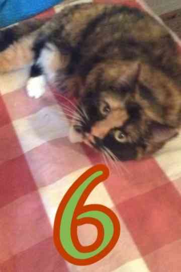 The Adventures of Murphy the Cat #6