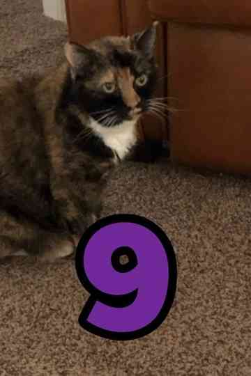 The Adventures of Murphy the Cat #9