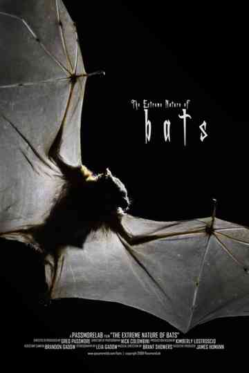 Bats Poster