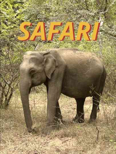Safari