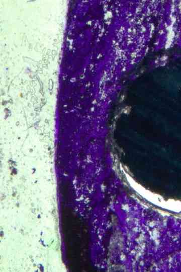 Primary Colours Poster