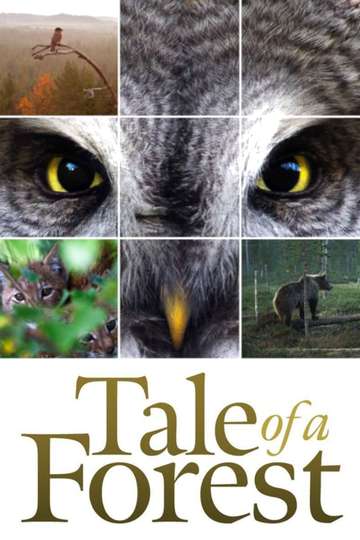 Tale of a Forest Poster