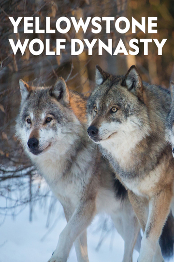 Yellowstone Wolf Dynasty