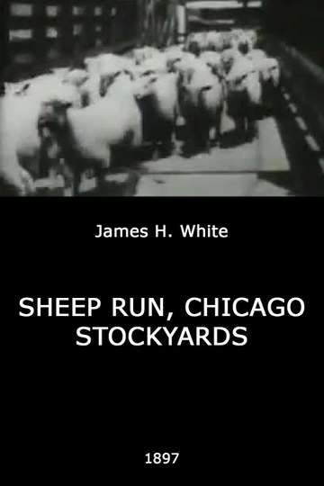 Sheep Run, Chicago Stockyards Poster