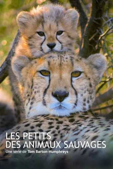 Les animaux sauvages et leurs petits