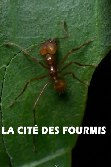 La cité des fourmis