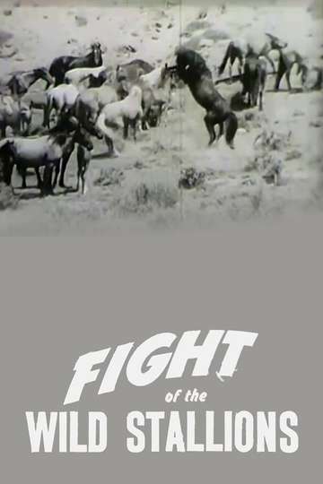 Fight of the Wild Stallions Poster