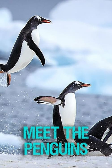 Meet The Penguins