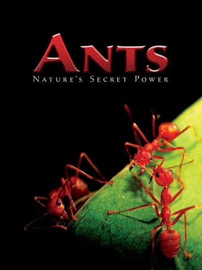 Ants  Natures Secret Power