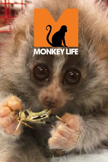 Monkey Life Poster