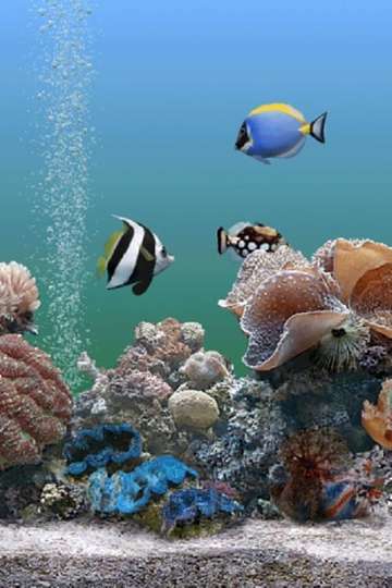 Coral Dreamscapes An Exotic Aquarium
