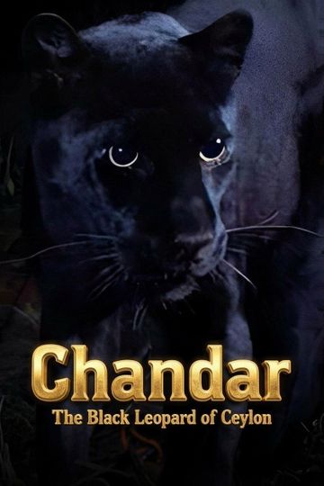 Chandar, the Black Leopard of Ceylon