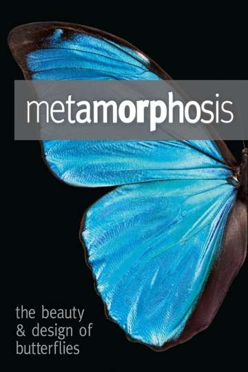 Metamorphosis The Design and Beauty of Butterflies Poster