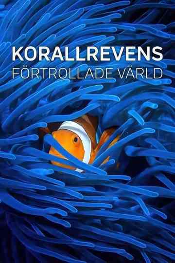 Into the Blue: Las maravillas del Triángulo de Coral