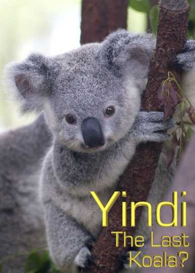 Graingers World Yindi The Last Koala