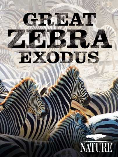 Nature: Great Zebra Exodus Poster