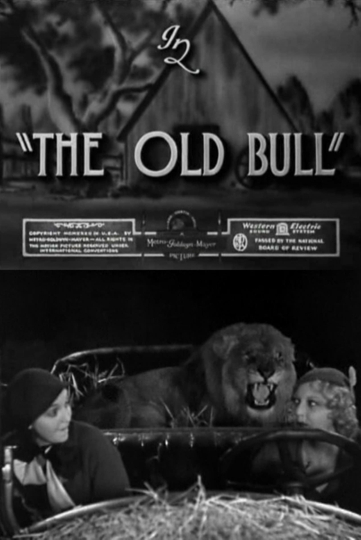 The Old Bull