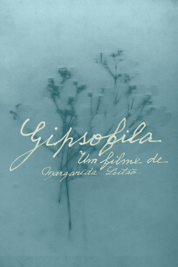 Gypsophila