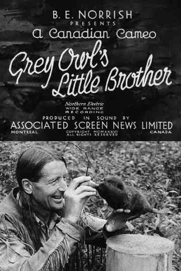 Grey Owls Little Brother