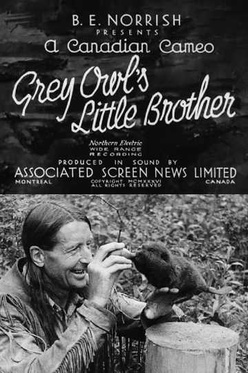 Grey Owls Little Brother