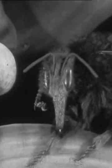 Scarlet Runner & Co poster