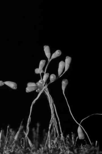 Gathering Moss poster