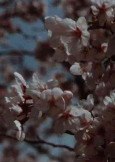 Sakura, Sakura Poster