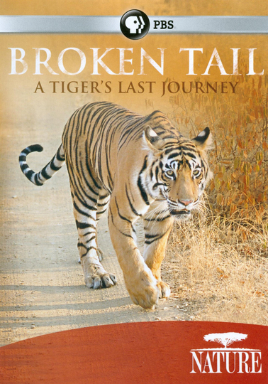 Broken Tail A Tigers Last Journey