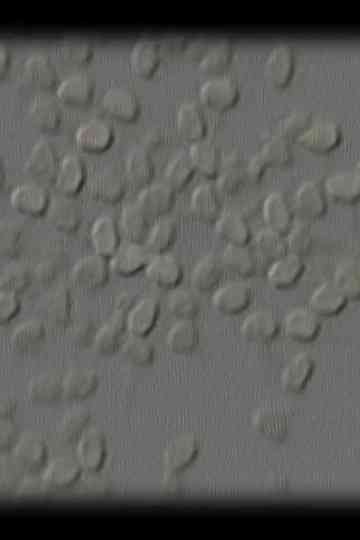 Let Me Count the Ways 109876 Poster