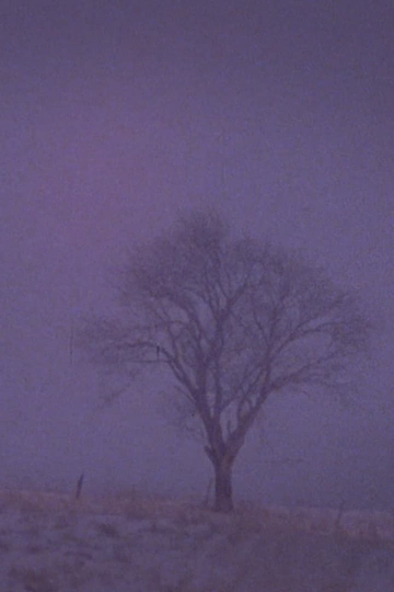 Tree Over the Valley Eaton