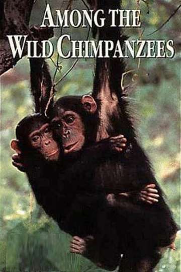 Among the Wild Chimpanzees Poster