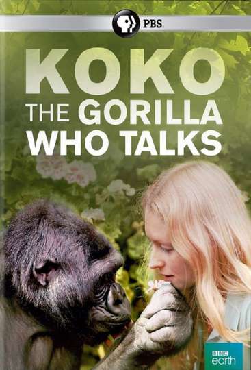 Koko The Gorilla Who Talks to People Poster