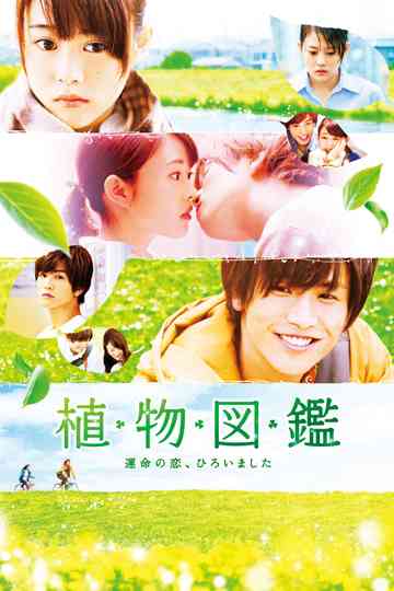 Evergreen Love