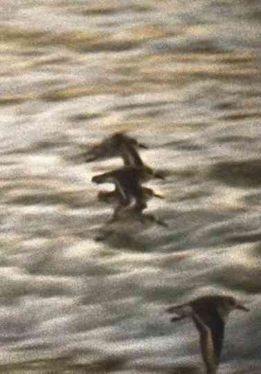 Four Diamonds Poster