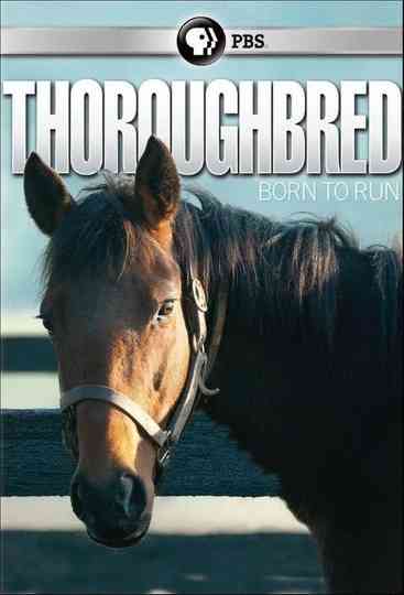 Thoroughbred Born to Run
