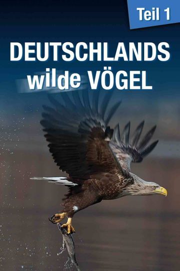 Deutschlands wilde Vögel Poster