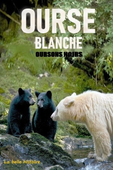 Ourse blanche oursons noirs  la belle histoire