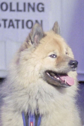 Dogs at Polling Stations