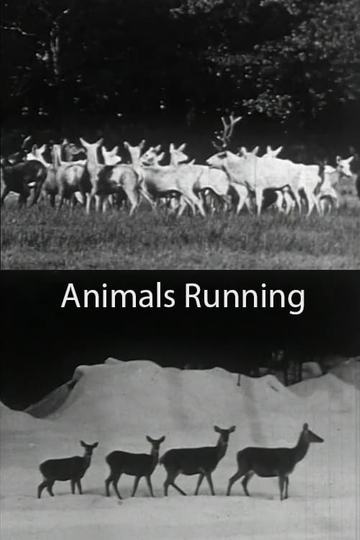 Animals Running
