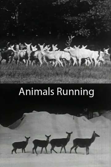 Animals Running Poster