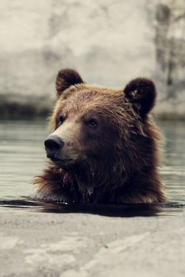 Seul au milieu des ours